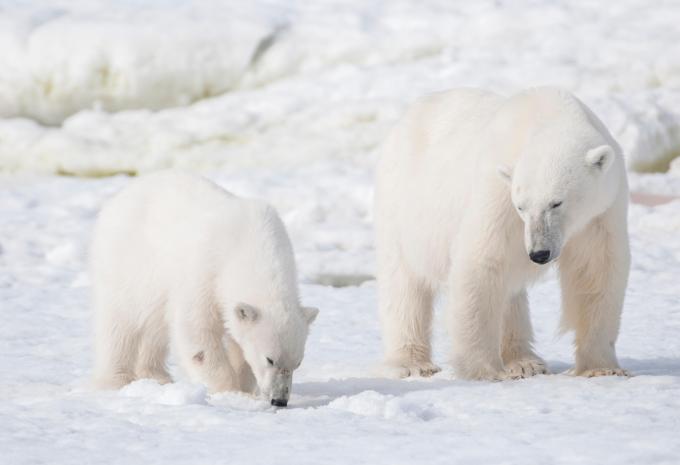 Islande, Jan Mayen et Svalbard - Escapade citadine & croisière d'expédition