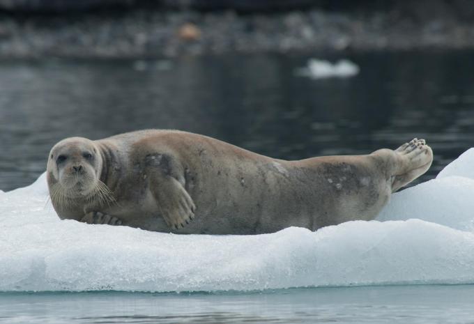 Islande, Jan Mayen et Svalbard - Escapade citadine & croisière d'expédition
