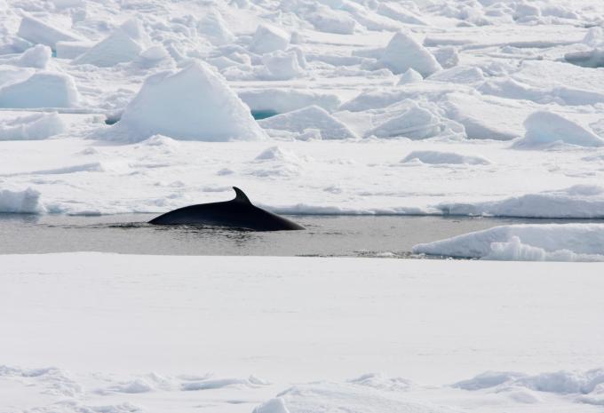 Islande, Jan Mayen et Svalbard - Escapade citadine & croisière d'expédition