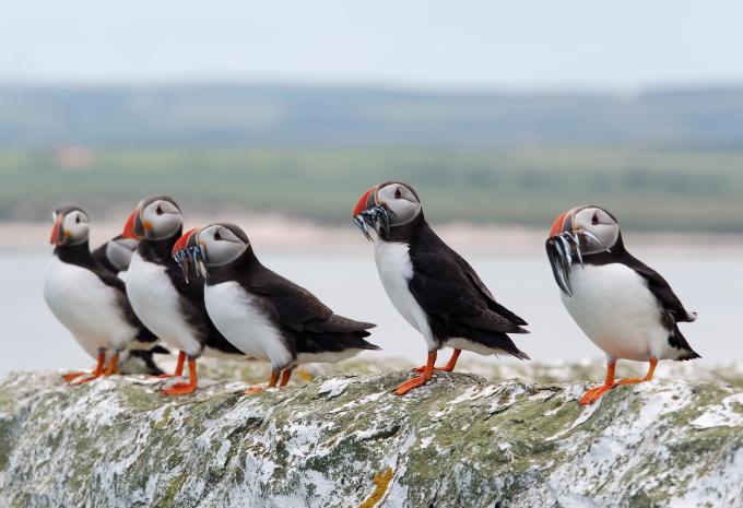 Islande, Jan Mayen et Svalbard - Escapade citadine & croisière d'expédition