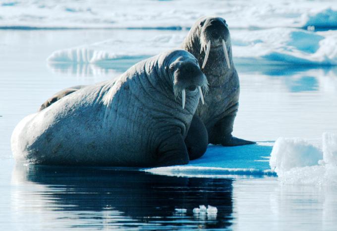 Islande, Jan Mayen et Svalbard - Escapade citadine & croisière d'expédition