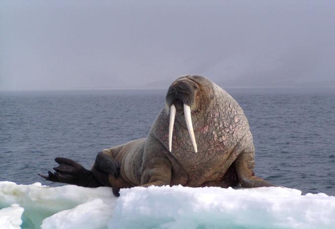 Islande, Jan Mayen et Svalbard - Escapade citadine & croisière d'expédition