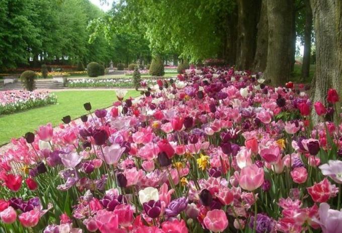 La magie du printemps en Flandre dans toute sa splendeur florale - Circuit en étoile