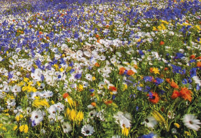 La magie du printemps en Flandre dans toute sa splendeur florale - Circuit en étoile