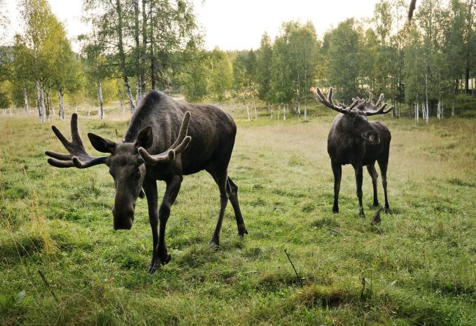 Elche in der schwedischen Wildnis