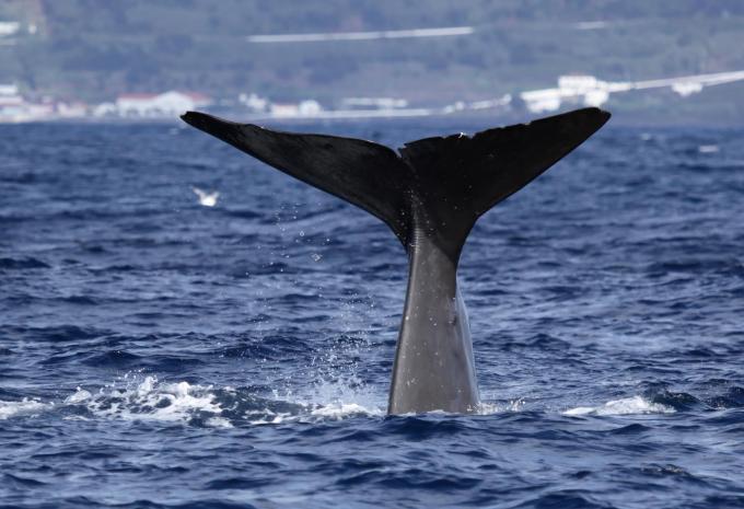 Azoren - Fly, Drive & Sleep