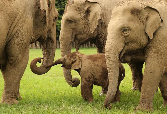 Elephant Jungle Sanctuary Elephant Jungle Sanctuary