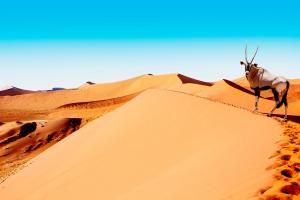 Namibia - Tour & safari