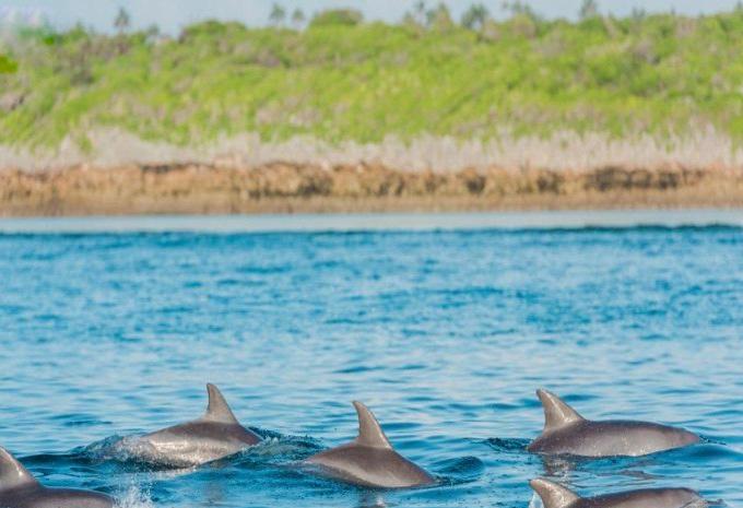 Tanzania e Zanzibar - Safari & soggiorno balneare