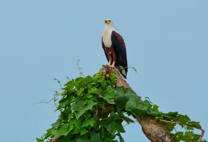 Tanzania e Zanzibar - Safari & soggiorno balneare