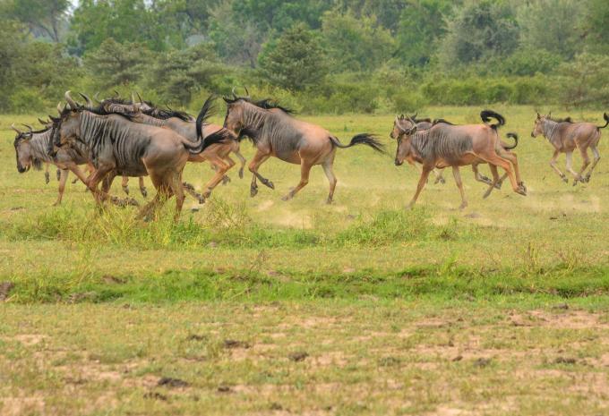 Tanzania e Zanzibar - Safari & soggiorno balneare