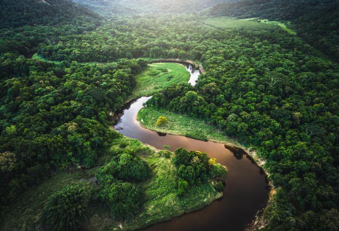 forêt amazonienne
