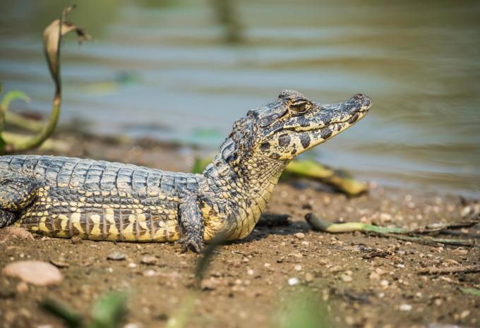Brésil - Circuit & séjour balnéaire