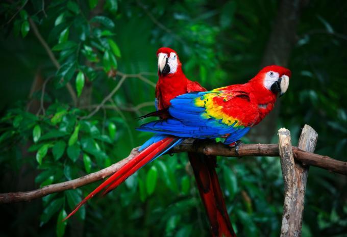 Brésil - Circuit & séjour balnéaire