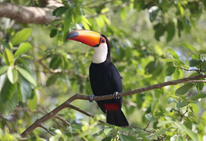 Brésil - Circuit & séjour balnéaire