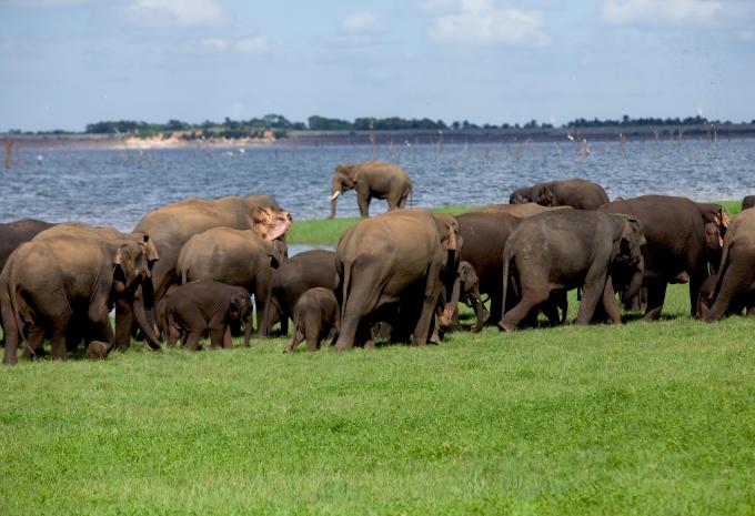 Sri Lanka - Circuit & séjour balnéaire