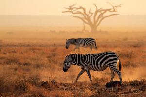 Kenia - Safari & Baden