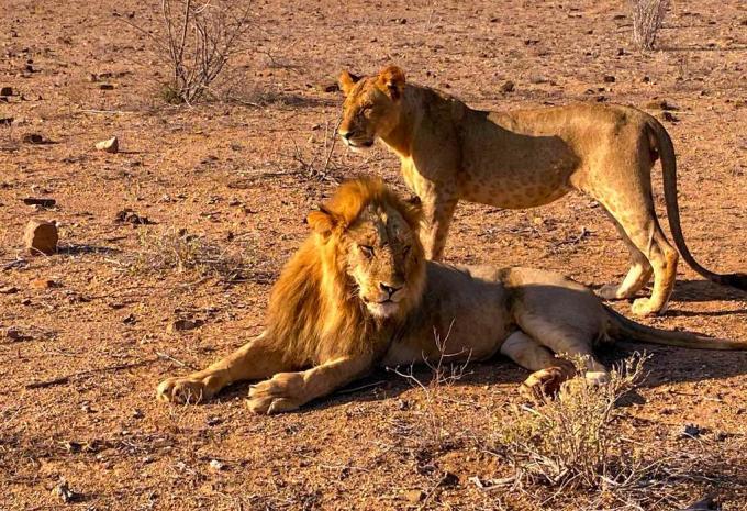 Kenya - Safari et baignade