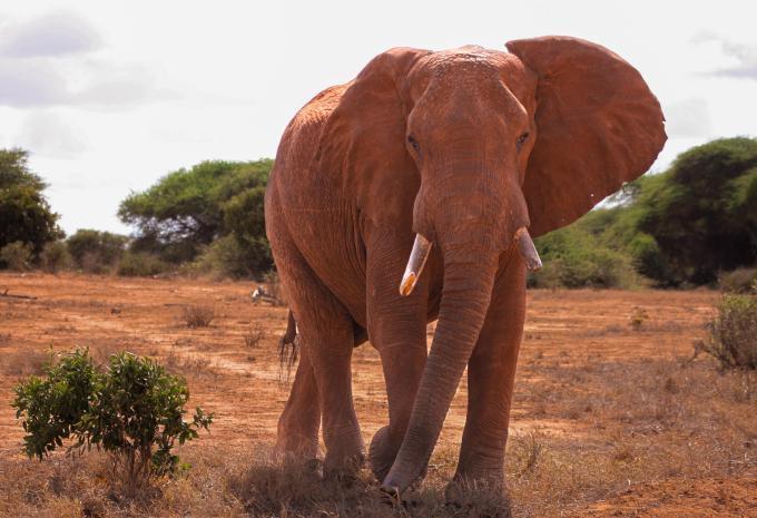 Kenya - Safari et baignade
