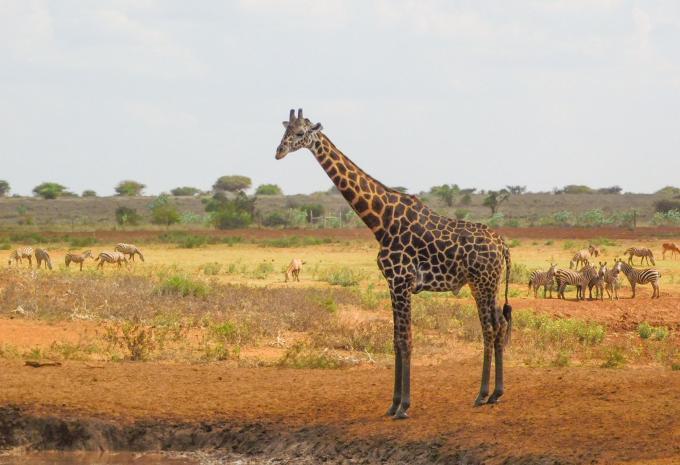 Kenya - Safari et baignade