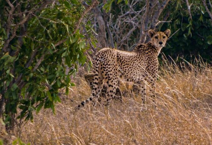 Kenya - Safari et baignade