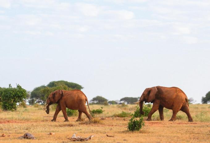 Rote Elefanten im Tsavo Ost-Nationalpark