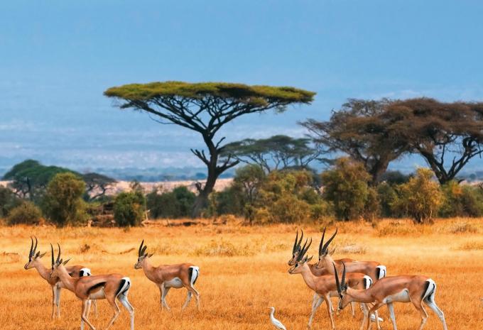 Amboseli Nationalpark