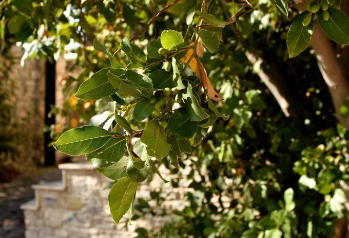 Chypre «Nature, détente et culture» - Randonnée