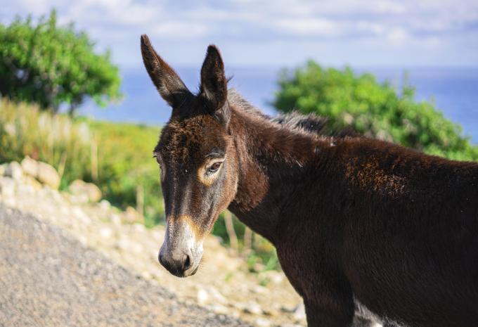 Chypre «Nature, détente et culture» - Randonnée