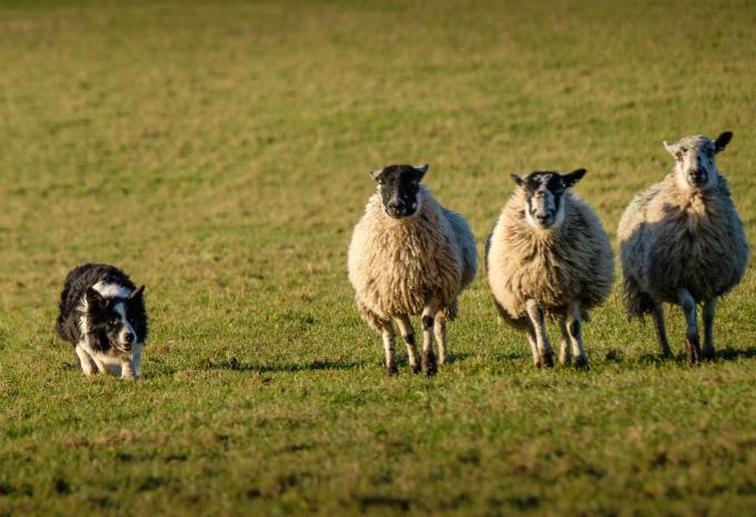 Hütehundevorführung Hütehundevorführung