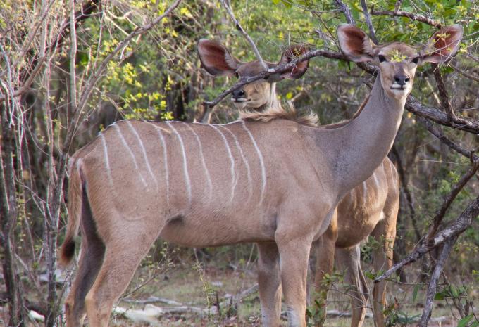 Zanzibar - Safari et baignade