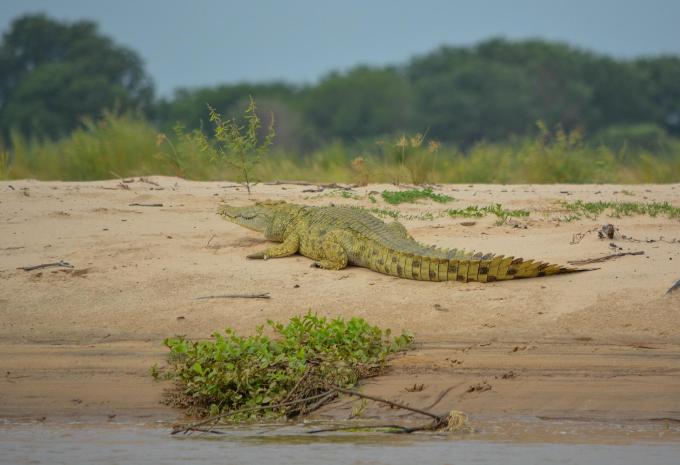 Zanzibar - Safari et baignade