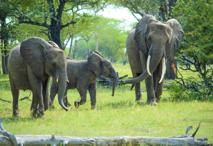 Zanzibar - Safari et baignade