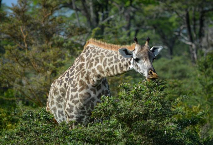 Zanzibar - Safari et baignade