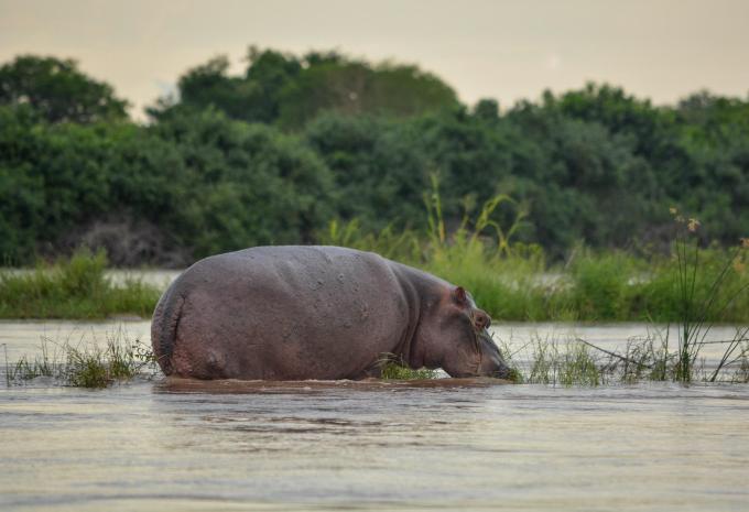 Zanzibar - Safari et baignade