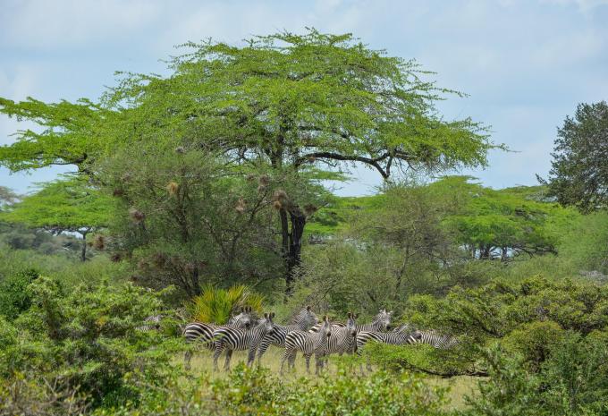 Zanzibar - Safari et baignade