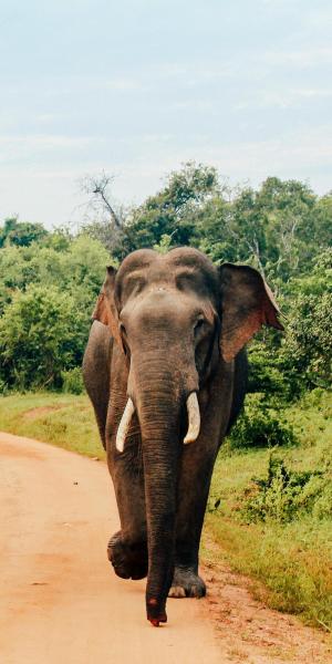 Sri Lanka