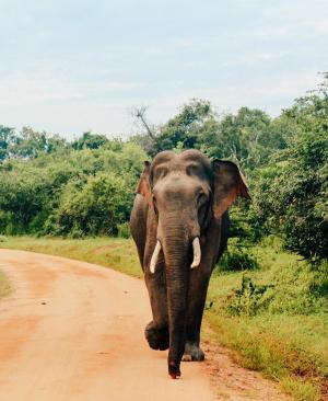 Sri Lanka