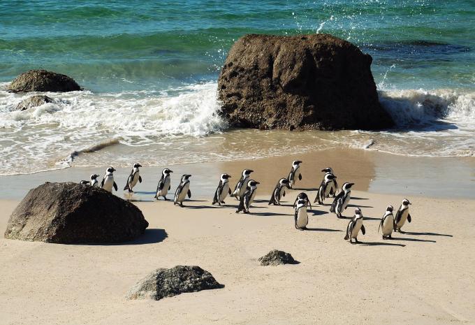 Les incontournables de l'Afrique du Sud