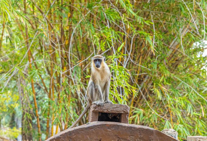 Gambia e Senegal - La magia dell'Africa occidentale - Tour e mare