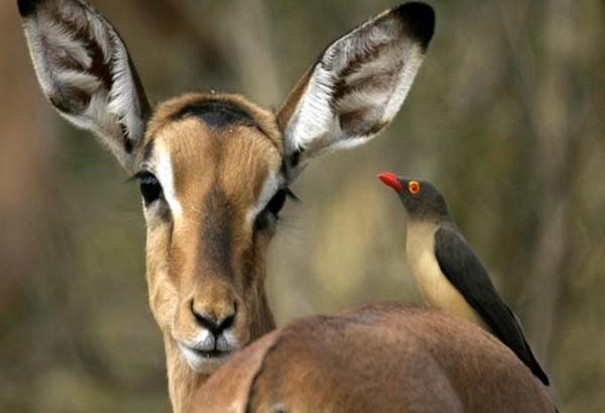 Botswana, Simbabwe & Südafrika - Abenteuer-Rundreise & Safari