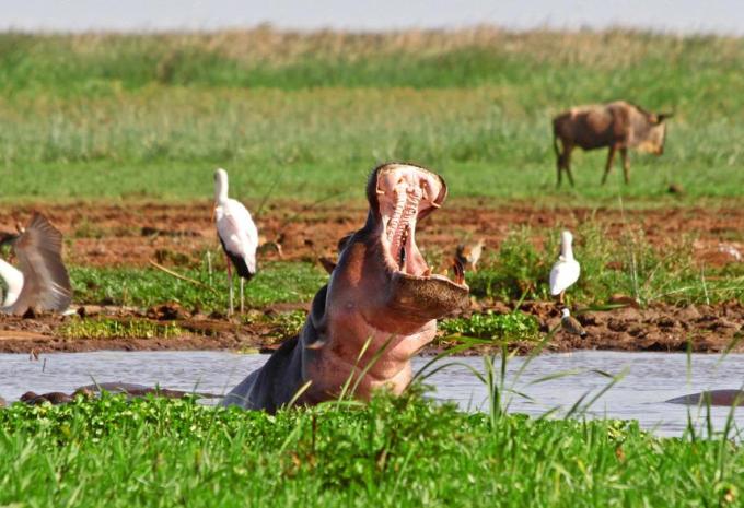 Kenya e Tanzania - Il meglio dell'Africa orientale - Viaggio di andata e ritorno, safari & soggiorno balneare