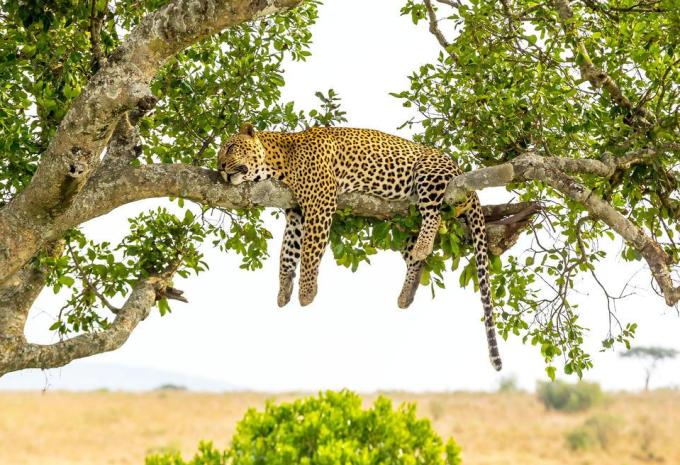 Kenya e Tanzania - Il meglio dell'Africa orientale - Viaggio di andata e ritorno, safari & soggiorno balneare