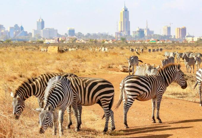 Kenya e Tanzania - Il meglio dell'Africa orientale - Viaggio di andata e ritorno, safari & soggiorno balneare