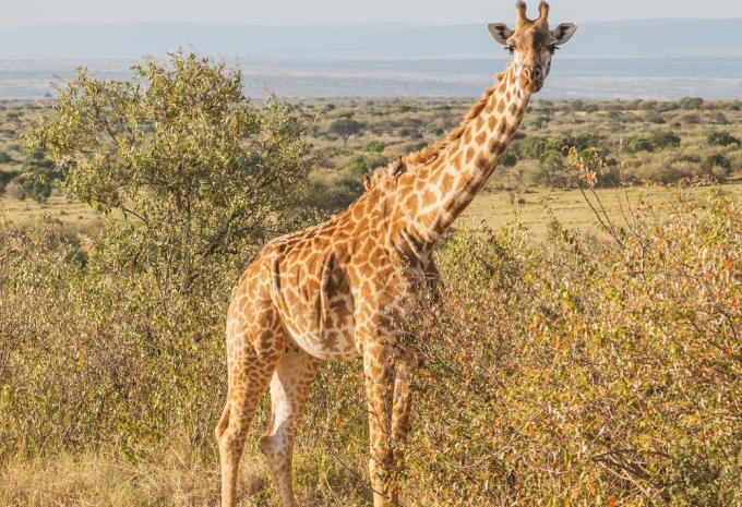 Kenya e Tanzania - Il meglio dell'Africa orientale - Viaggio di andata e ritorno, safari & soggiorno balneare