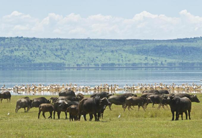 Kenya e Tanzania - Il meglio dell'Africa orientale - Viaggio di andata e ritorno, safari & soggiorno balneare