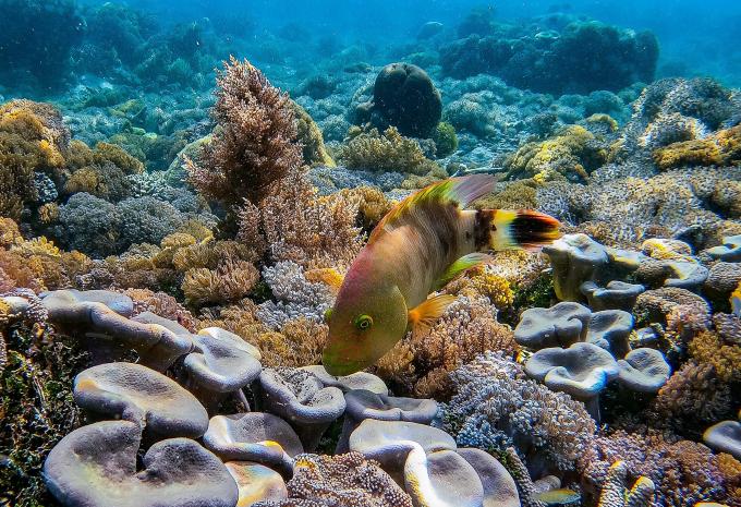 Les îles de rêve d'Australie et d'Indonésie - Circuit et expédition de luxe