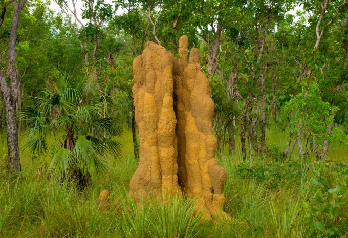 Termitenhügel im Litchfield National Park, Australien