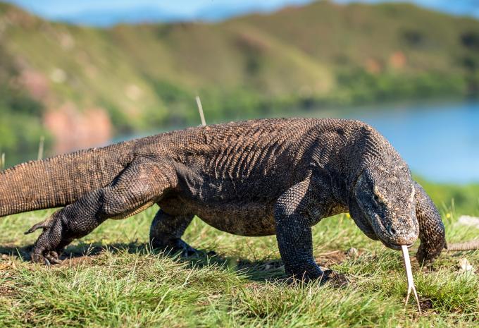 Komodowaran