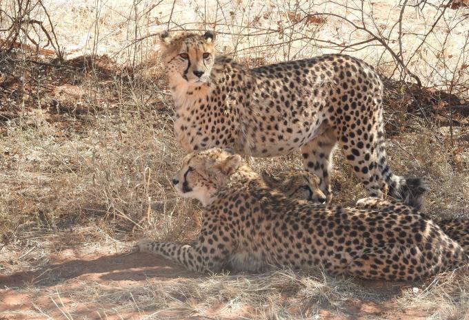 Namibie, Zimbabwe & Botswana - Circuit & safari